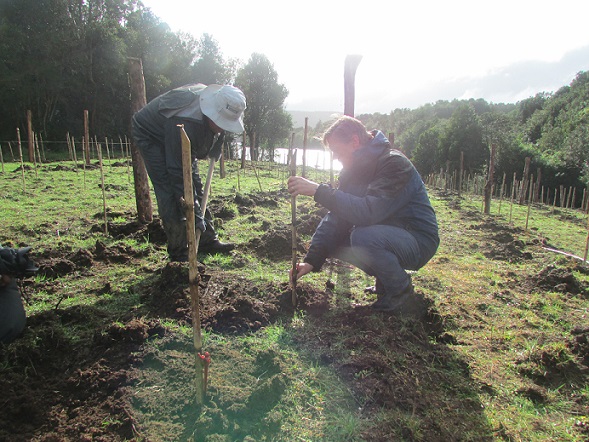 Mechuque planting